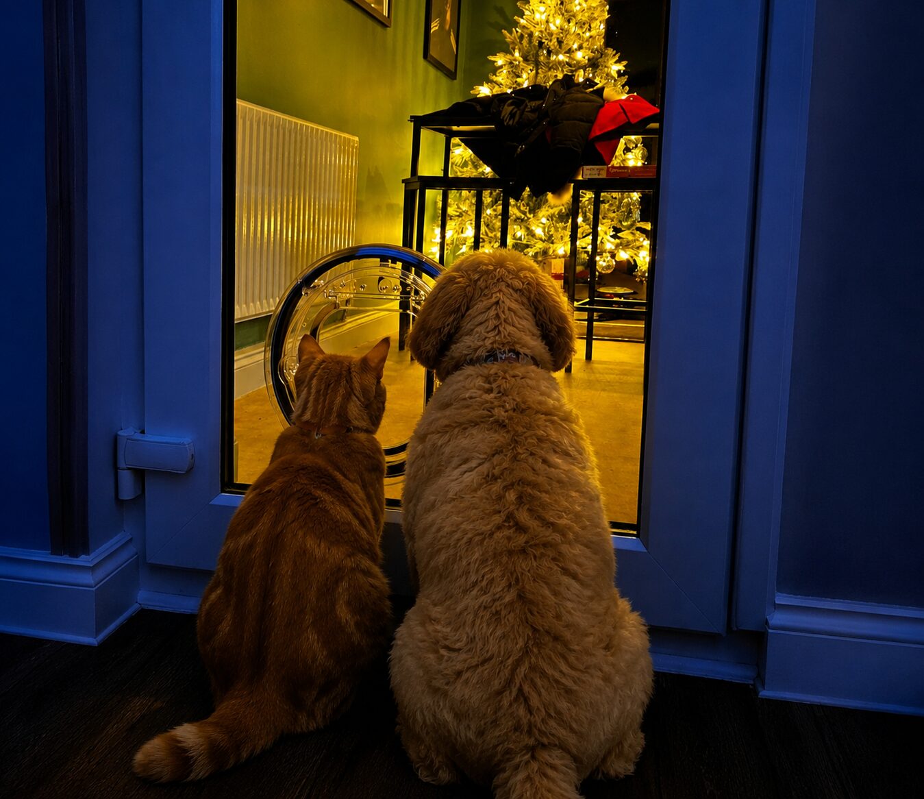Cat door vs dog door — which do you need?