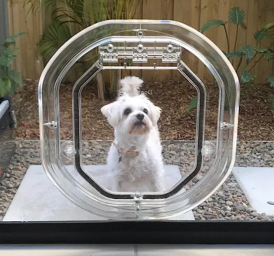 White dog looking through Pet-Tek glass fitting dog door installed outdoors